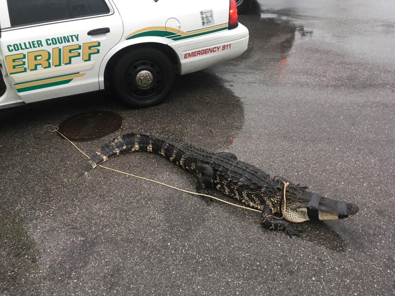 Luchó por 20 minutos con un cocodrilo de 9 pies y logra capturarlo en el patio de una casa en Florida