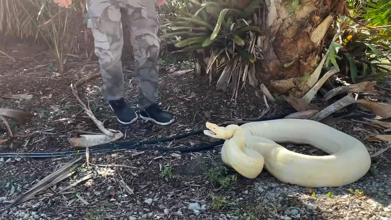 Ponen a dieta a una boa constrictor de 52 libras rescatada del patio de una familia, cerca de Naples 