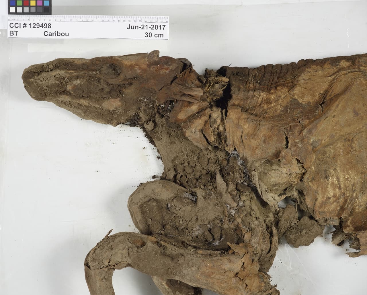 Una imagen junto a escala del ternero de caribú. El espécimen fósil representa casi toda la mitad delantera del caribú, incluyendo torso, la cabeza y dos extremidades anteriores, y con la piel, músculo y cabello intacto. 
<br>
