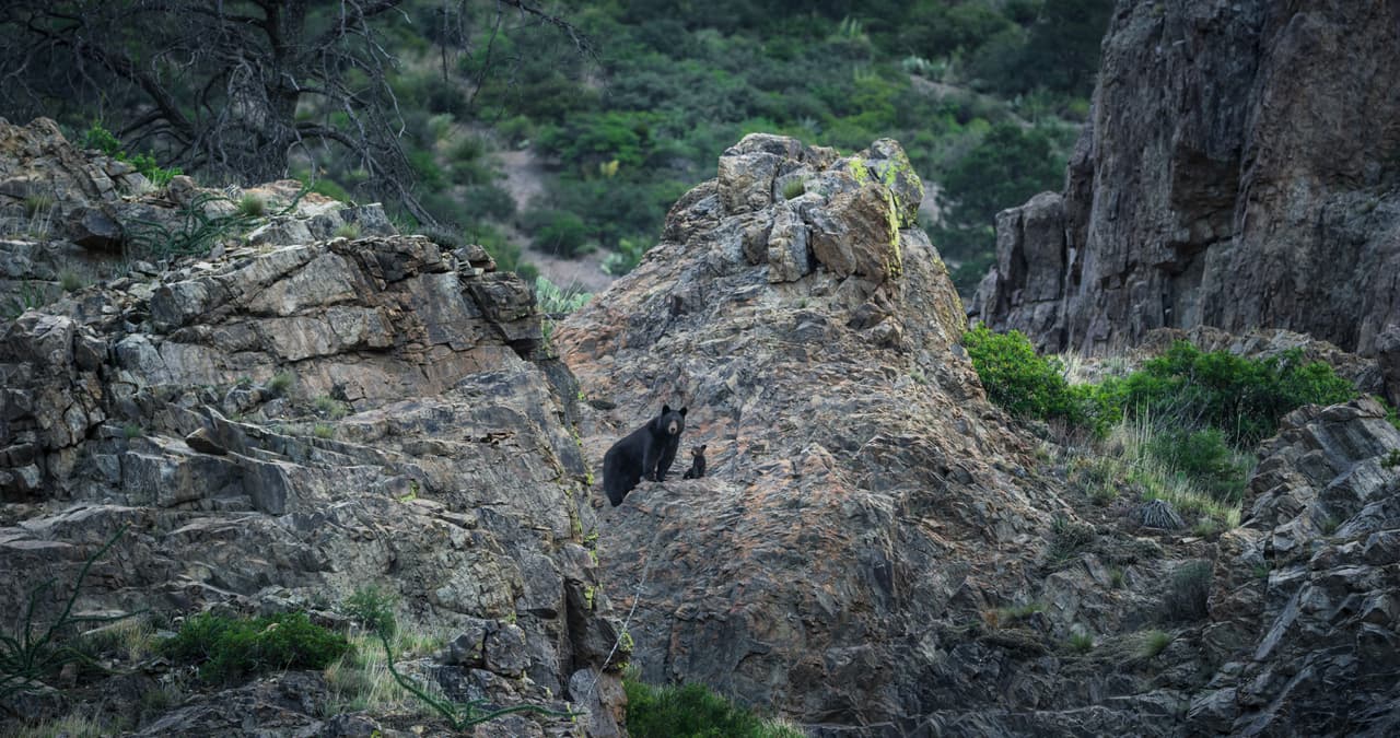En los territorios abunda la vida silvestre. Puedes encontrar osos, alces, entre otros animales.
