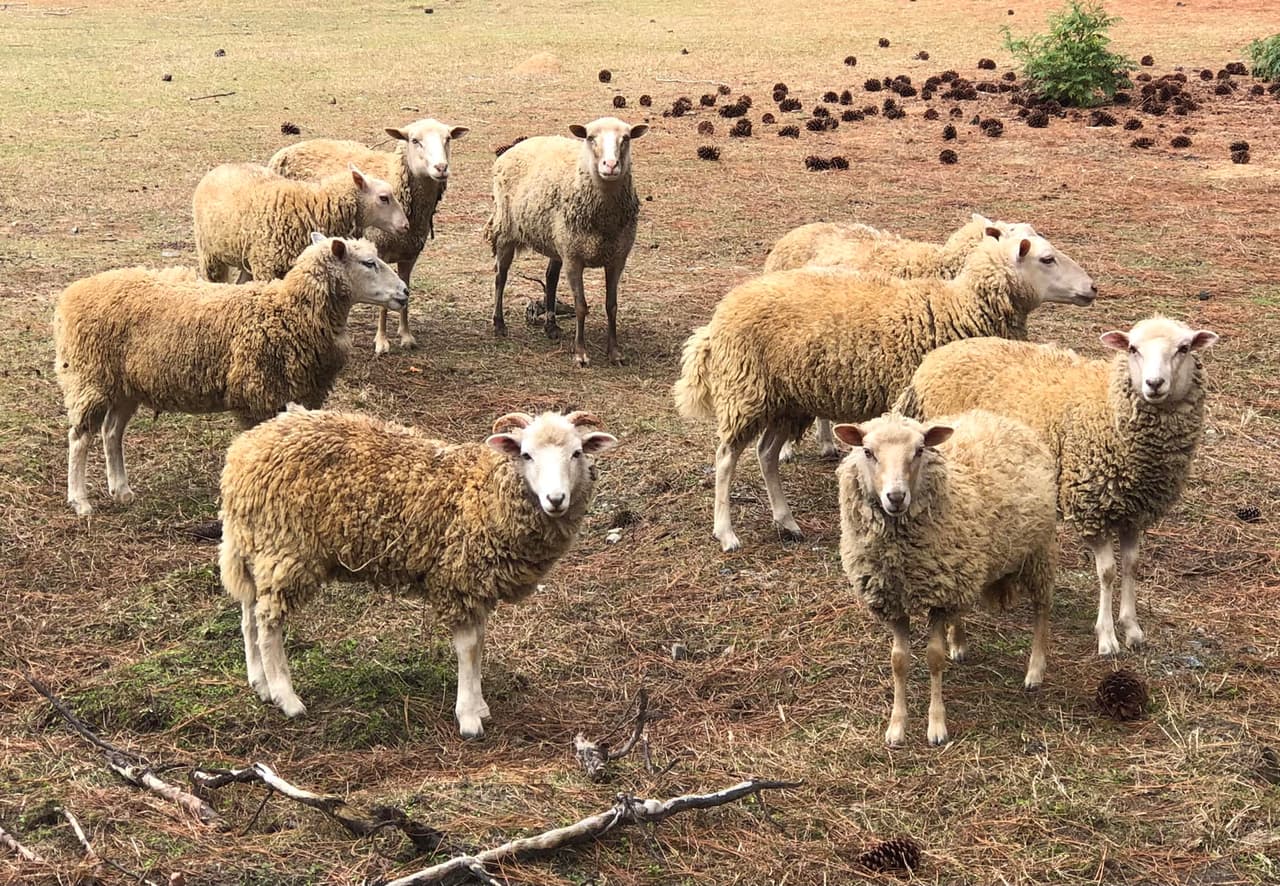 <b><a href="https://gastateparks.org/GeneralCoffee">General Coffee State Park</a></b>. Heritage Farm de General Coffee es un gran lugar para que la familia aprenda sobre la vida agrícola y pionera del siglo XIX. A los niños les encantarán los animales de corral, incluidas las cabras, un burro y una mula. Después de un día en el parque, querrás relajarte durante la noche en el tranquilo campamento, las cabañas o la histórica Burnham House.
<br>
<br>
<b><a href="https://goo.gl/maps/T5hx2P2gCdXQm9Y2A">Cómo llegar</a></b>