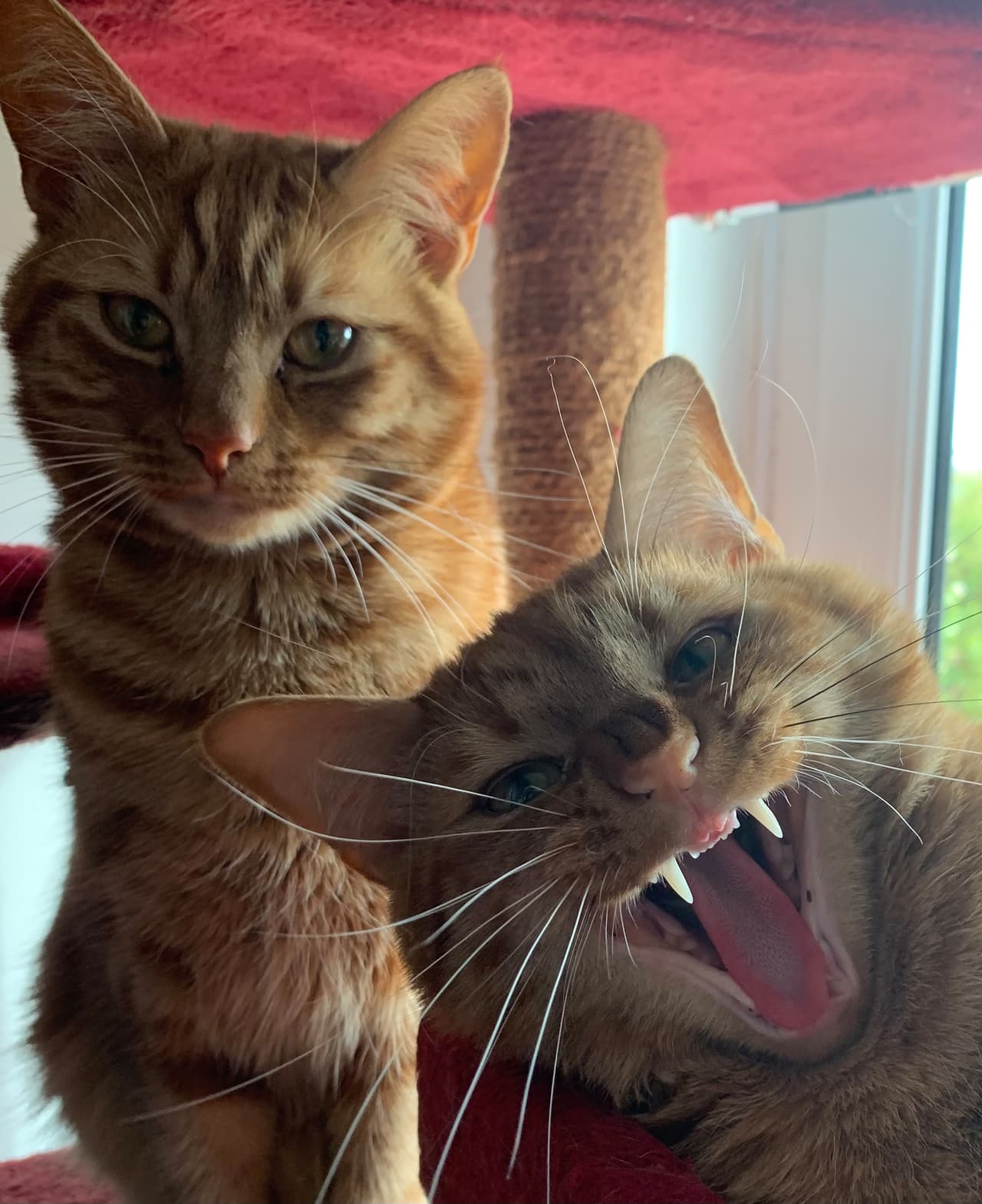 <b>‘Robando cámara’</b>
<br>
<br>“Jeff quitando el protagonismo a su hermano Jaffa”, explicó el fotógrafo. 
<br>
<br>El concurso se asocia cada año con distintas fundaciones benéficas en pro de las mascotas para promover su trabajo. En 2021 participaron Animal Friends Insurance y Animal Support Angels, instituciones de Reino Unido que ayudan a animales abandonados y proveen de alimentos para mascotas a familias de bajos recursos. 
<br>