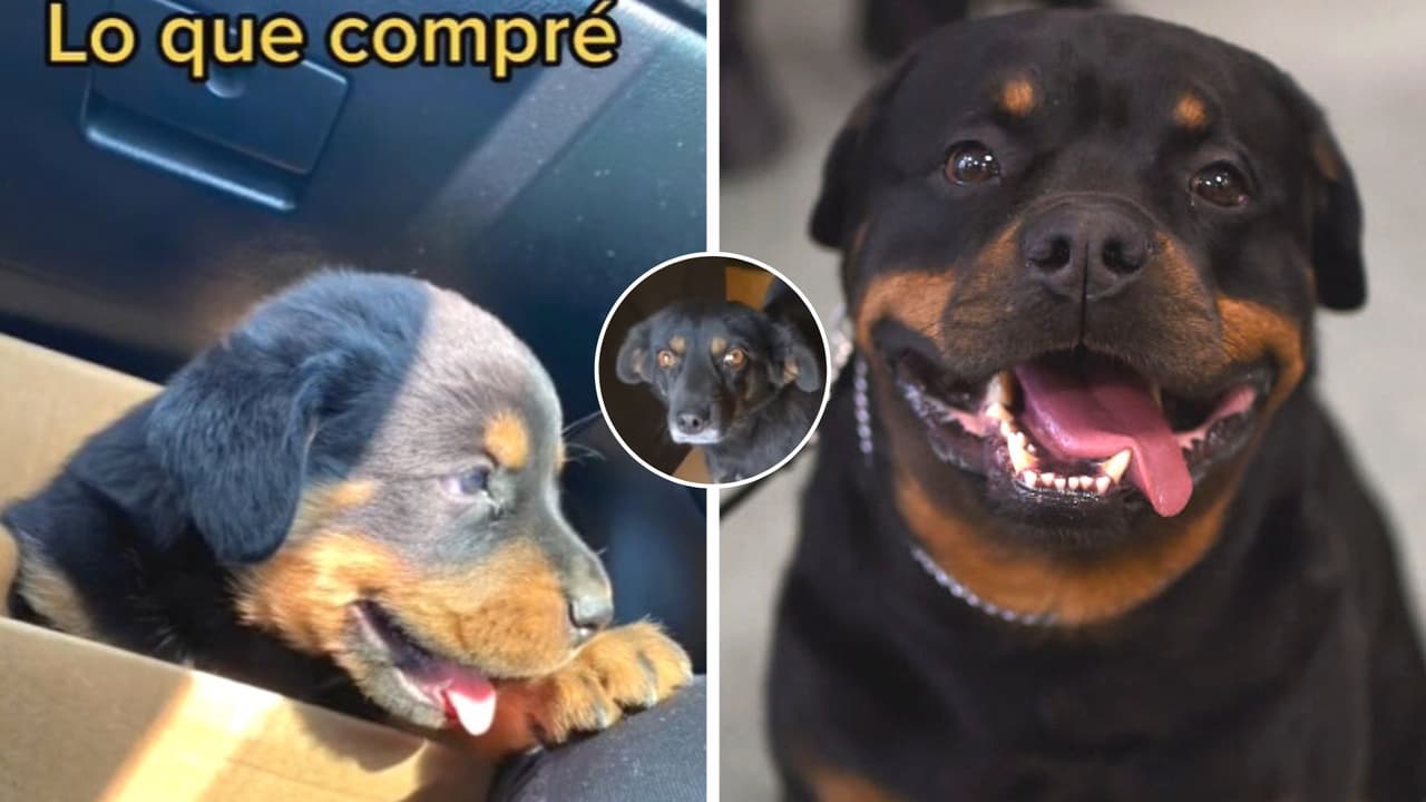 Pensó que su perrito era un rottweiler y cuando creció descubrió que lo engañaron: así se ve