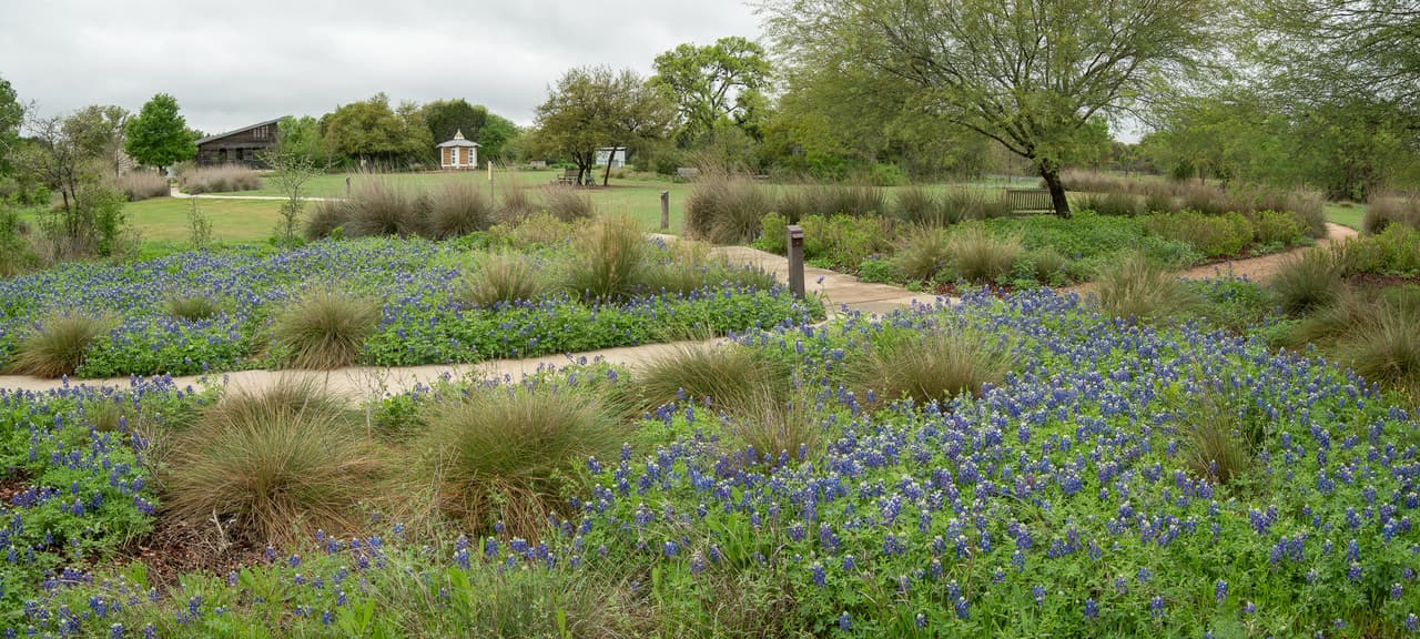 Los parques y áreas verdes ya están cubiertos por flores silvestres nativas como las 
<a href="https://www.univision.com/local/austin-kakw/ley-recoger-flores-bluebonnets-primavera-texas?1" target="_blank">famosas bluebonnets</a>, pero esta temporada podría ser más corta este año debido a la sequía que enfrenta partes de Texas.