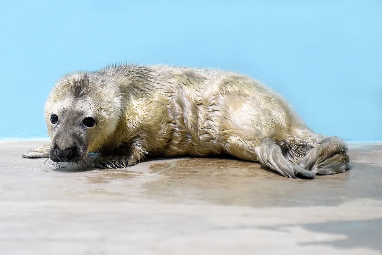 En este momento, la bebé foca tiene el pelo blanco, pero en unas semanas tendrá un tono de piel más parecido al de los adultos.
