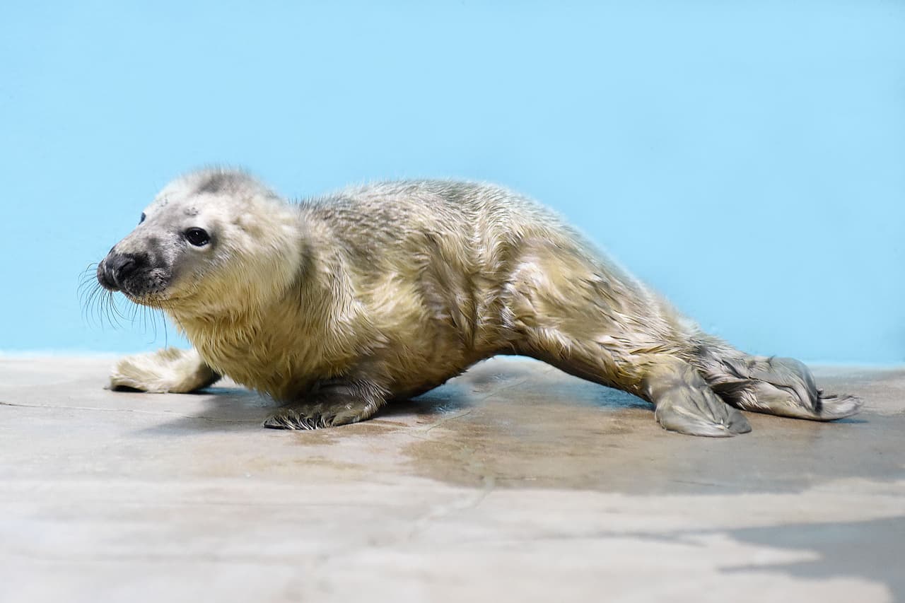 Se trata de una foca gris que nació el 2 de enero del 2016.