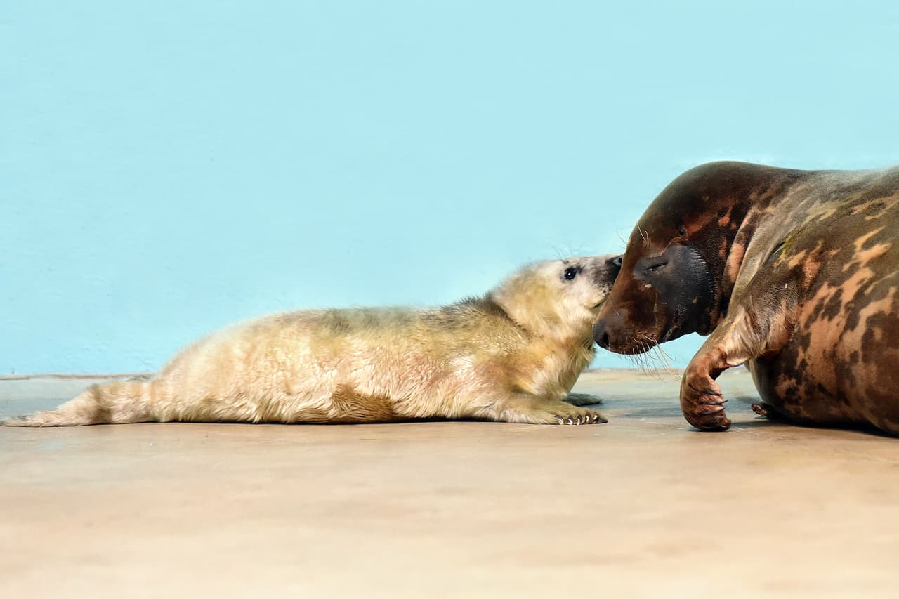 Su mamá se llama Lili y estarán juntas por varias semanas lejos de los ojos del público para fortalecer el vínculo entre ambas.