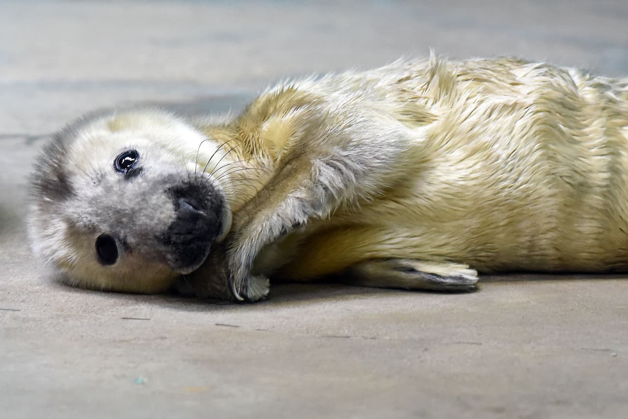 Si quieres conocer más sobre su progreso visita www.CZS.org/GraySealPup.