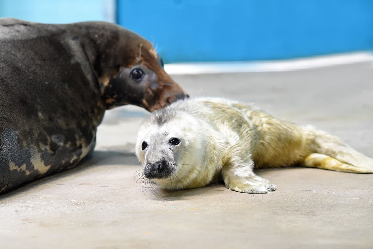 Su llegada marca el primer nacimiento en el zoológico --localizado en el 8400 W 31st St, Brookfield, IL--, en lo que va del año.