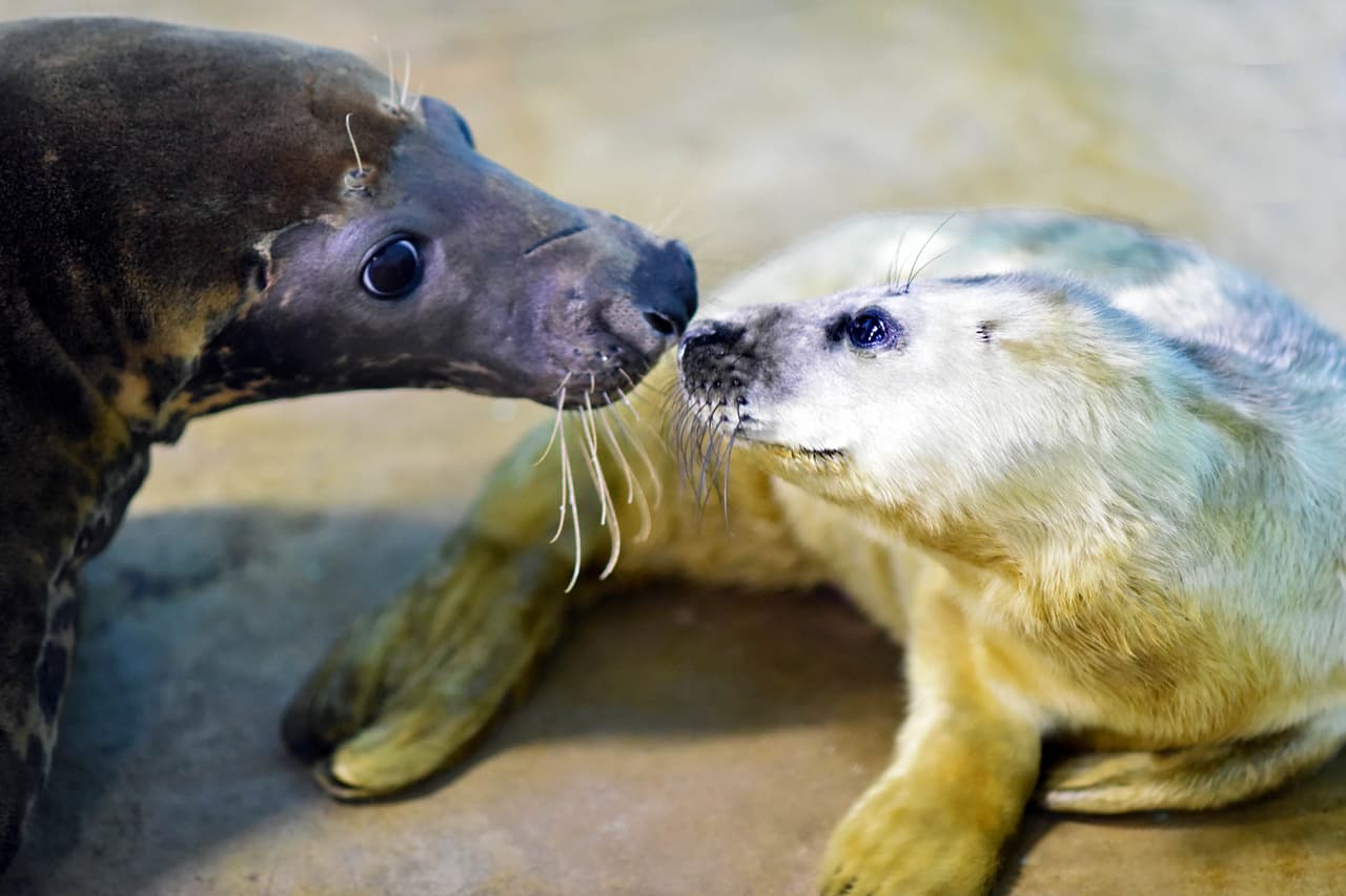 Hay una nueva bebé en el zoológico Brookfield.