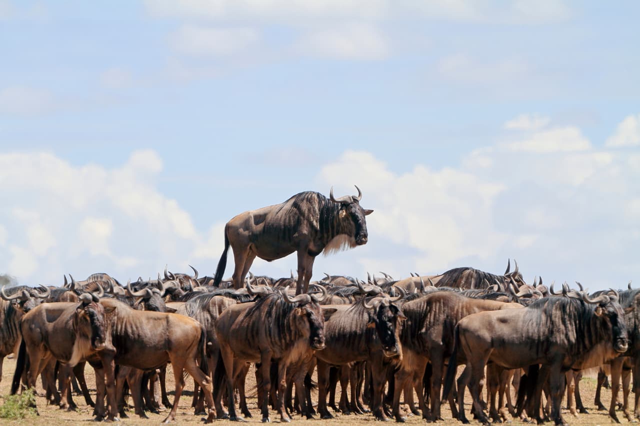 Un ñu azul encuentra una ingeniosa forma para sobresalir de la manada en Masai Mara, Kenia.
<b>Jean Jacques Alcalay / CWPA / Barcroft</b>