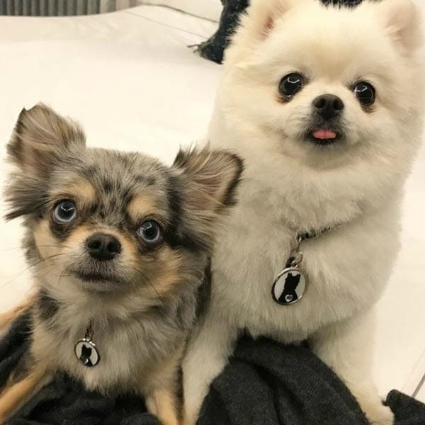 Este par de peludas le han robado el corazón a Montserrat.