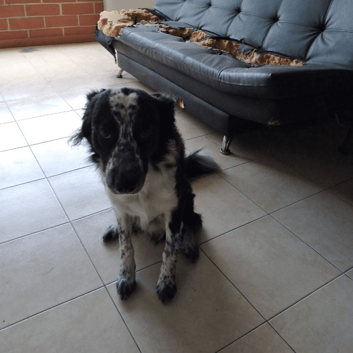 Carlos Ramírez nos comparte la foto de su perro Tyrion y dice: "después de destruir la casa pone carita de 'yo no fuí' y ¿quién lo regaña con esa carita?"