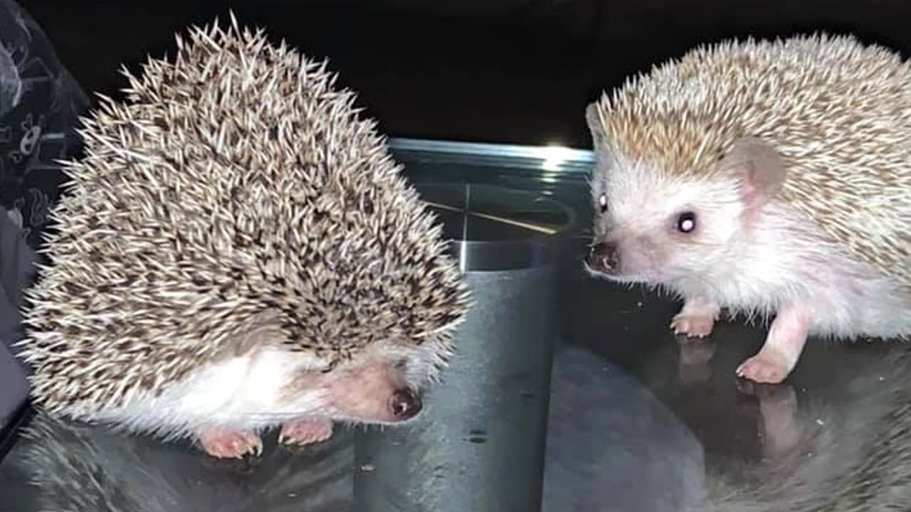 “Y ellos son Sonic y Amy”, escribió Jahaira Cristal Treviño.