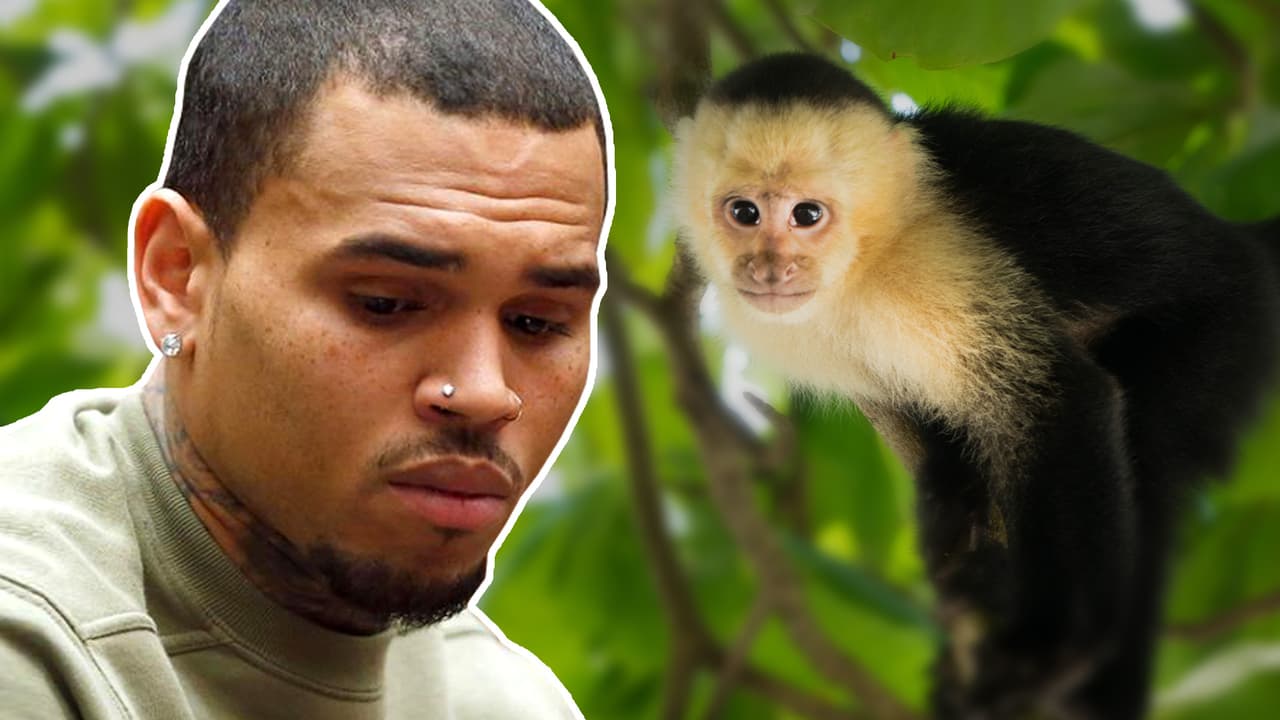 Chris Brown niega ser dueño de un mono capuchino que podría enviarlo a prisión