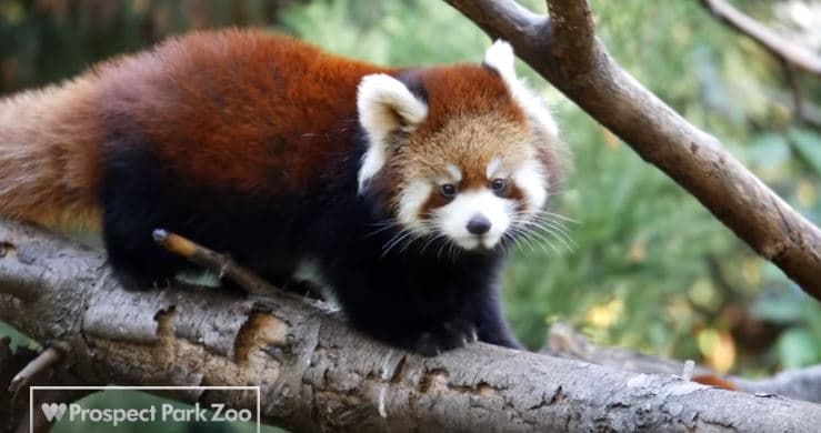 Nuevos pandas llegan al zoológico de Prospect Park