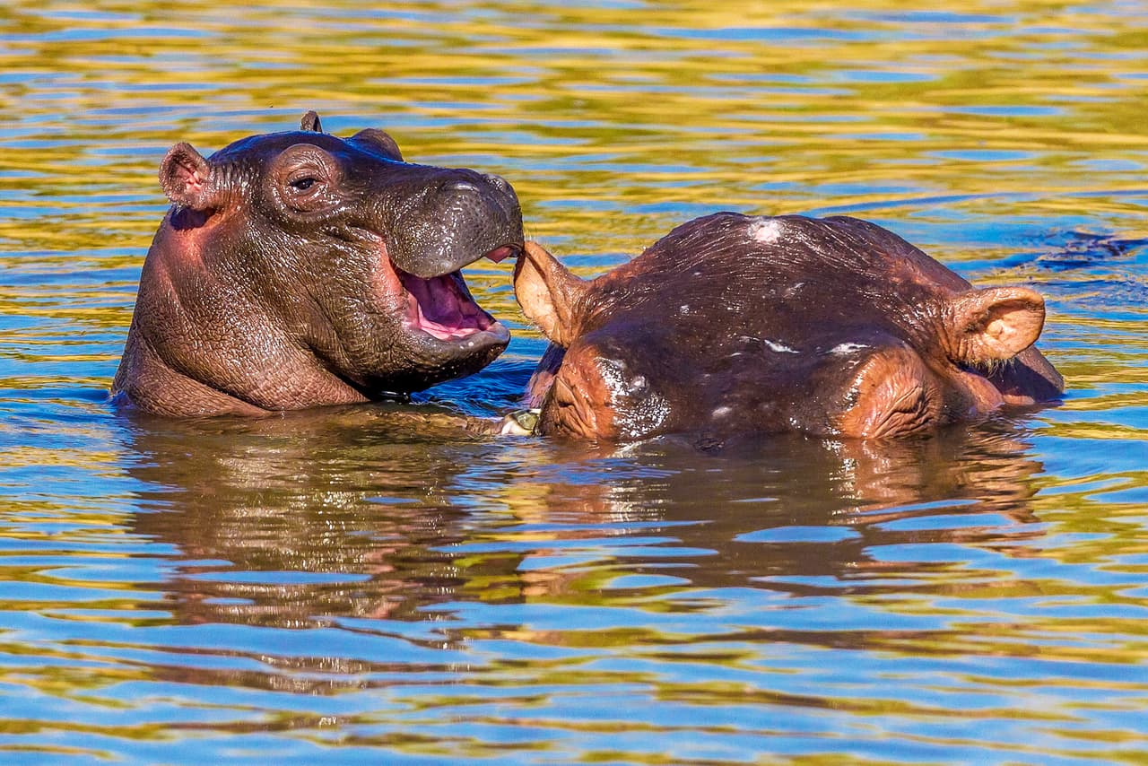 <b>La historia del hipopótamo.</b> En esta fotografía un hipopótamo joven parece contar a su madre que tuvo un suceso chistoso. Fue tomada en la reserva nacional de Masai Mara, Kenia.