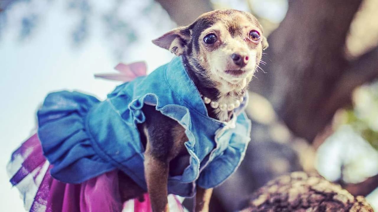 “Pinky Ornelas cumple 12 Años en agosto 3”, escribió Janie García.