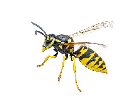 Este es un Yellow Jacket Wasp, común en Texas.