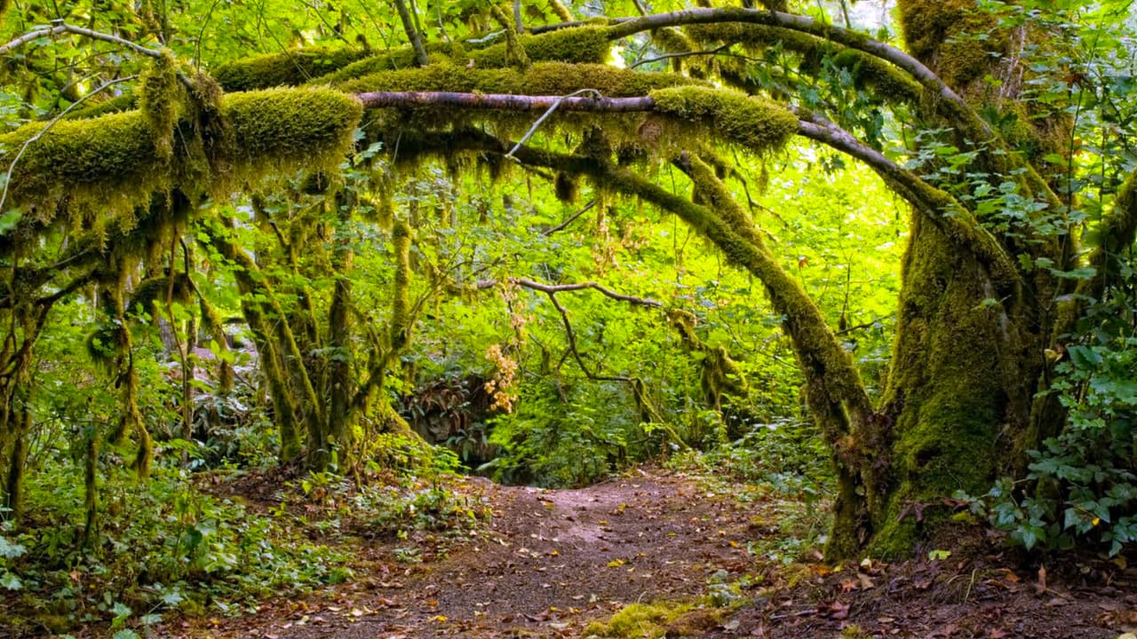 <b>Oak Cliff Nature Preserve Trail: </b>Longitud: 
<b>6.5 millas (10 kilómetros).</b> Más de 121 acres de espacios verdes en el corazón de Dallas. Árboles y arroyos son parte de este mágico lugar. Necesitas una aplicación con GPS para no perder el camino. En Bishop Arts District puedes hacer una parada para comer o tomar algo.