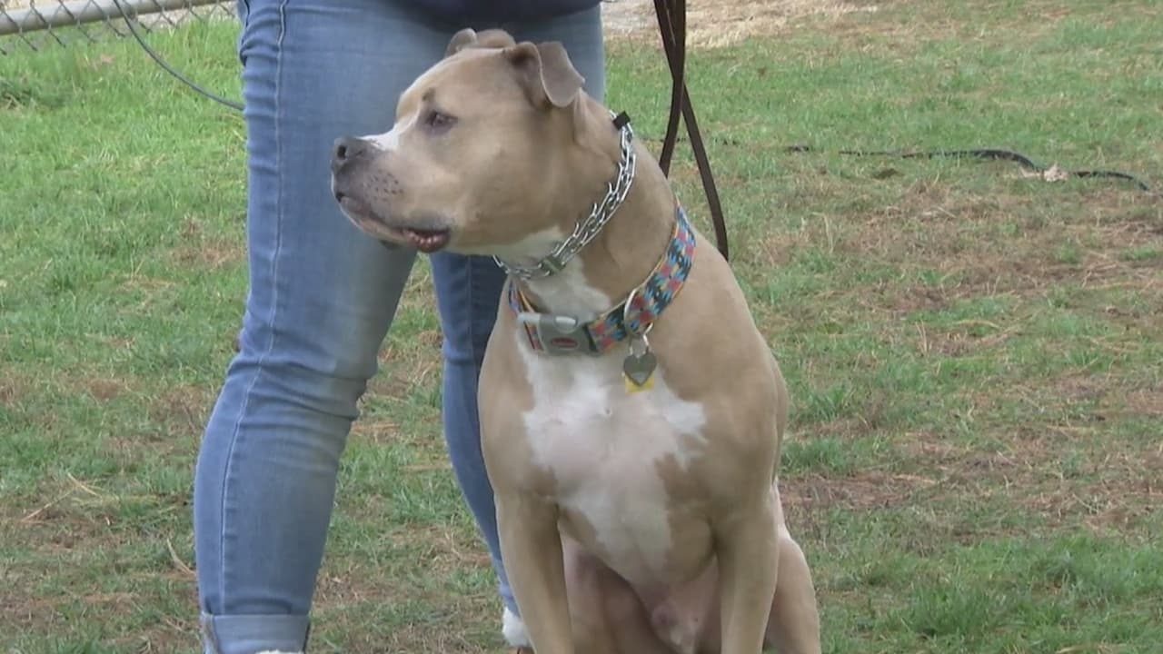 Niño de ocho años es atacado por un pitbull en Aguada 