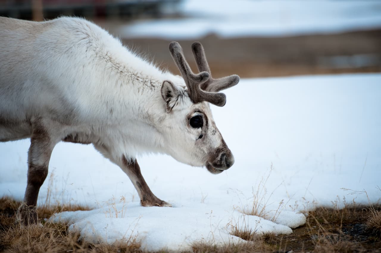 Su organismo está diseñado para que sean ágiles, incluso las crías de estos animales pueden correr tan solo 90 minutos después de haber nacido, afirman científicos del instituto Smithsonian. Seguramente necesario para poder seguirle el paso a la manada en su migración, añaden.