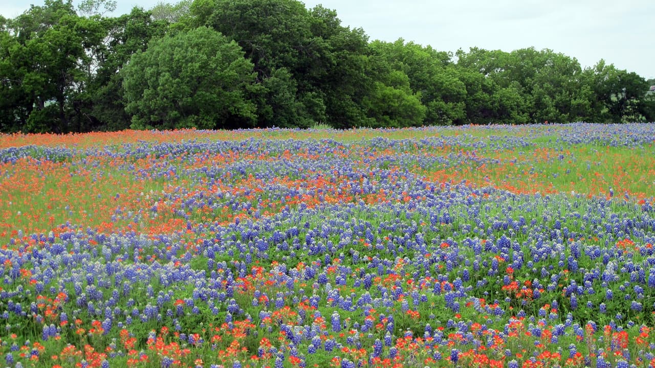 Las bluebonnets se desarrollan mejor en suelos alcalinos, de fertilidad moderada y, lo más importante, bien drenados.
<br>También se requiere pleno sol para un mejor crecimiento. 
<br>La semilla se puede plantar del 1 de septiembre al 15 de diciembre. Sin embargo, para obtener mejores resultados, siembre las semillas antes de mediados de noviembre.