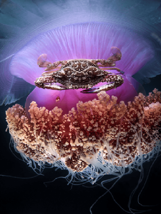 El primer lugar en la categoría Vida Submarina fuer para Vania Kam, de China