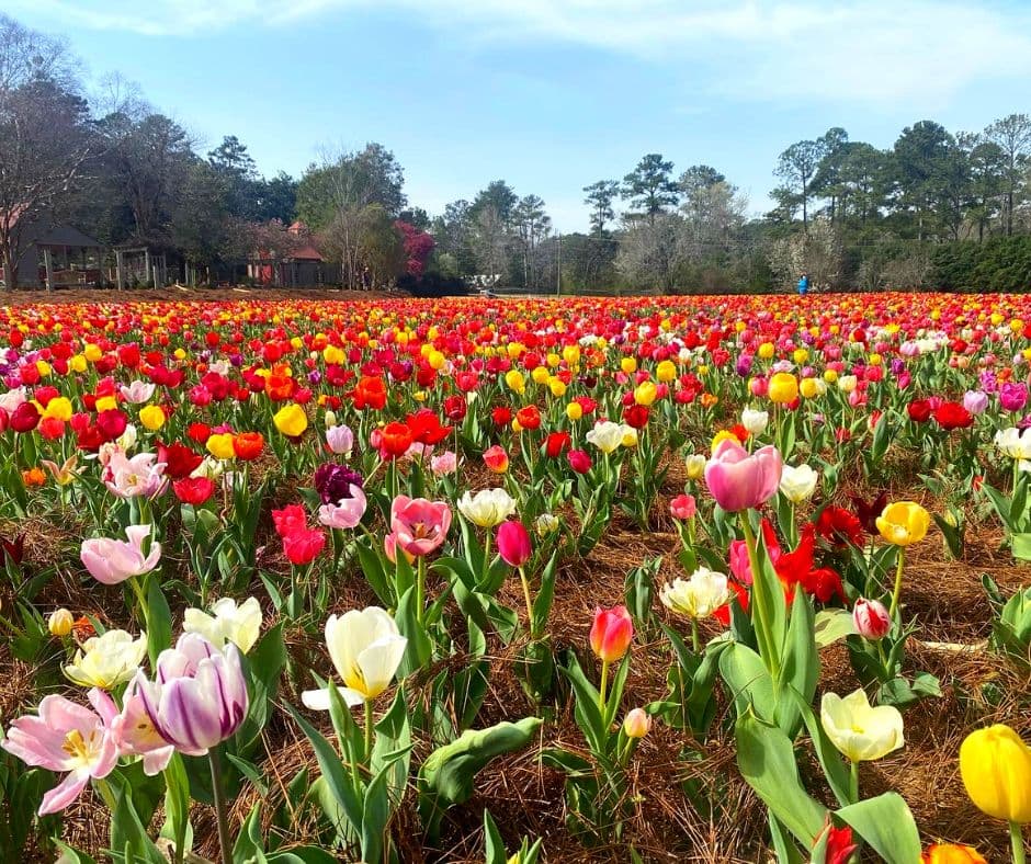 <b>Callaway Resort & Gardens (Pine Mountain)</b>
<br>
<b>Sitio web</b>: 
<a href="https://www.callawaygardens.com/">https://www.callawaygardens.com/</a> 
<br>
<b><a href="https://maps.app.goo.gl/t2WYu3XZU8U8B31z6">Cómo llegar</a> </b>
<br>
<br>Celebra la primavera con increíbles exhibiciones de azaleas, cornejos, tulipanes y más flores de renombre mundial en Callaway Resort & Gardens, ubicado a 60 minutos al suroeste del Aeropuerto Internacional Hartsfield Jackson de Atlanta y a 30 minutos al norte de Columbus. El jardín cuenta con millas de pintorescos senderos para bicicletas que serpentean a través de los jardines y bosques, emocionantes tirolesas que cruzan los árboles y un centro de mariposas. Callaway también ofrece paquetes y alojamiento durante la noche.