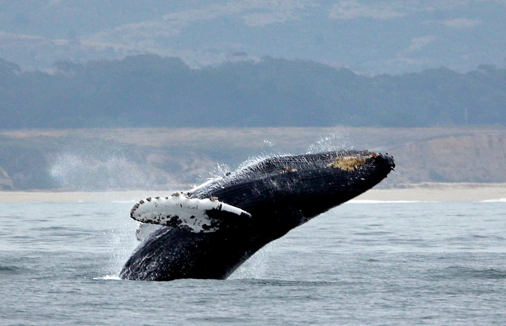 Los 
<b><a href="https://www.univision.com/local/san-francisco-kdtv/captan-unas-20-ballenas-cerca-de-la-bahia-de-san-francisco-video" target="_blank">espectáculos de las ballenas</a></b> son bastante usuales en esta época del año, cuando andan en tránsito por la bahía de San Francisco.