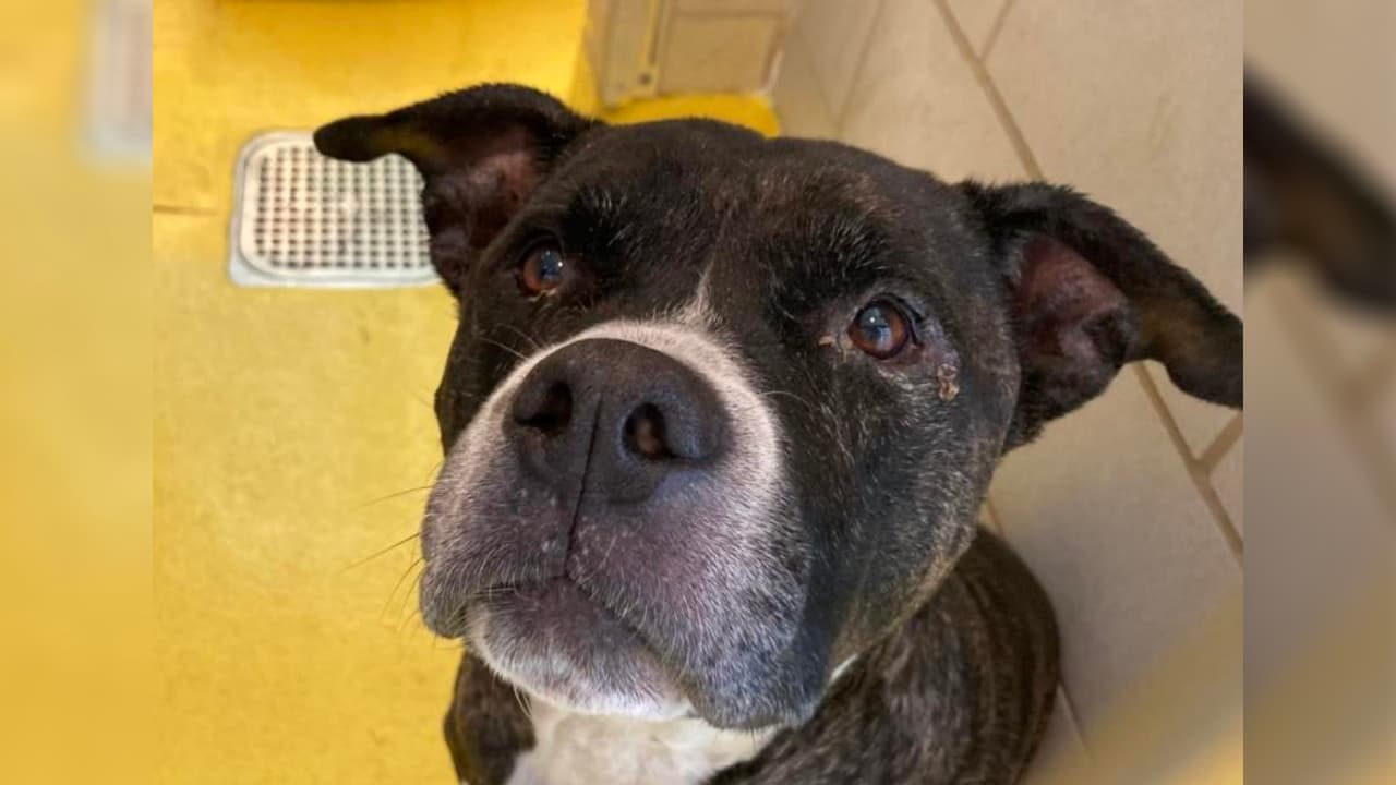 <b>La adopción es gratuita</b>, y entre los requisitos para llevar a uno de los perros a casa están:
<b> ser mayor de 18 años y presentar una identificación oficial con fotografía</b>. Las adopciones se realizan por orden de llegada. Las mascotas que se encuentran en hogares de acogida están disponibles para su adopción en línea (llenar una solicitud en línea no garantiza una reserva para esa mascota). Te presentamos a Tank, un American Pit Bull Terrier de 7 años. 
<b>Es fácil de manejar con correa</b>, responde cuando se le llama y sabe sentarse. ID A1099884.