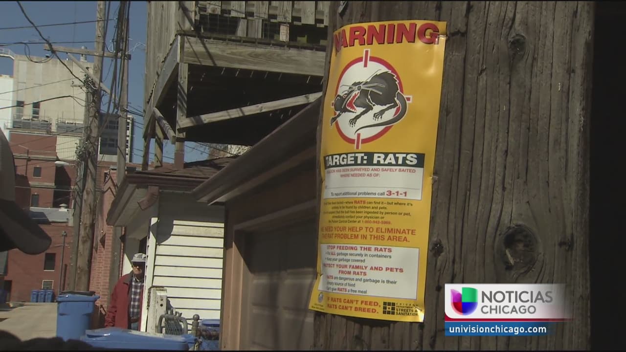 Chicago en pie de guerra contra las ratas