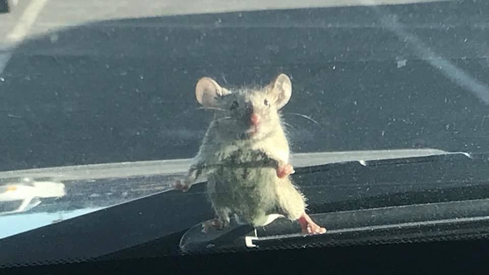 Un ratón que apareció en el parabrisas de una patrulla es capturado por la policía, pero en foto