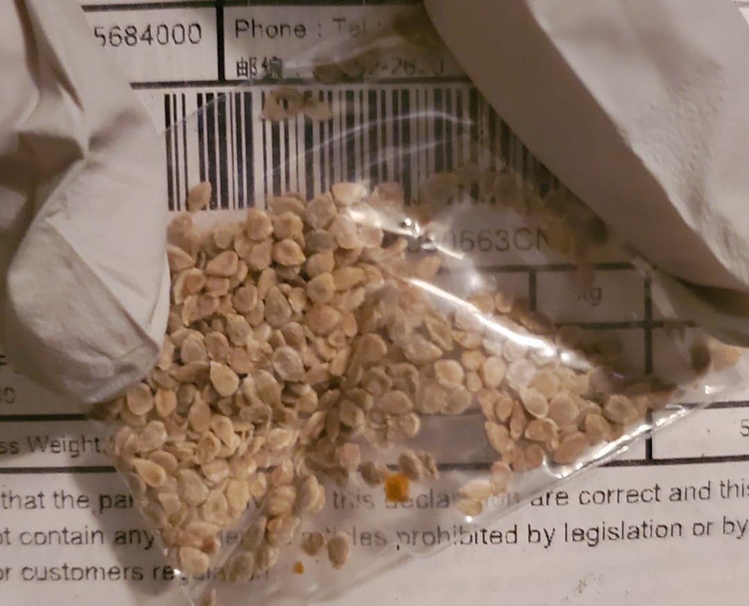 “El USDA actualmente está recolectando paquetes de semillas de los destinatarios y probará su contenido y determinará si contienen algo que pueda poner en riesgo la agricultura o tener un impacto negativo en el medio ambiente de los Estados Unidos”, explicó la autoridad federal.