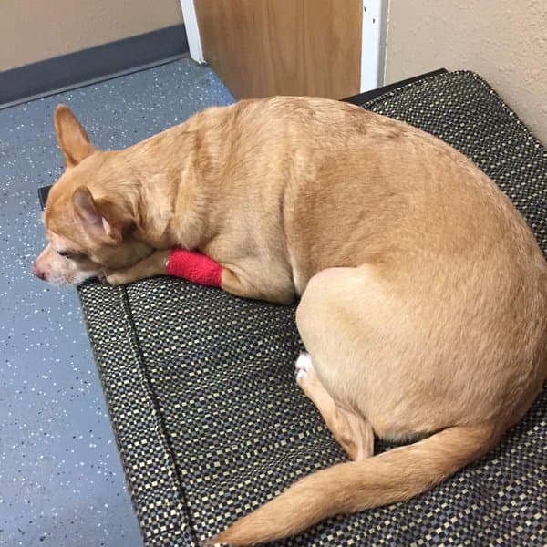 Afortunadamente solamente pasó un gran susto y muy pronto Pasita se recuperó. La actriz no dejó de agradecer a sus seguidores que se preocuparon por la perrita, pues saben lo especial que es para ella.