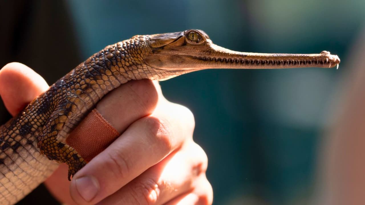 <a href="https://www.whatsapp.com/channel/0029VafZxTzGpLHXXhtL0Y3A" target="_blank">¿Ya te uniste a nuestro canal de WhatsApp? Haz clic aquí y recibe en tu celular lo más importante, sin perderte ninguna noticia del norte de Texas </a>