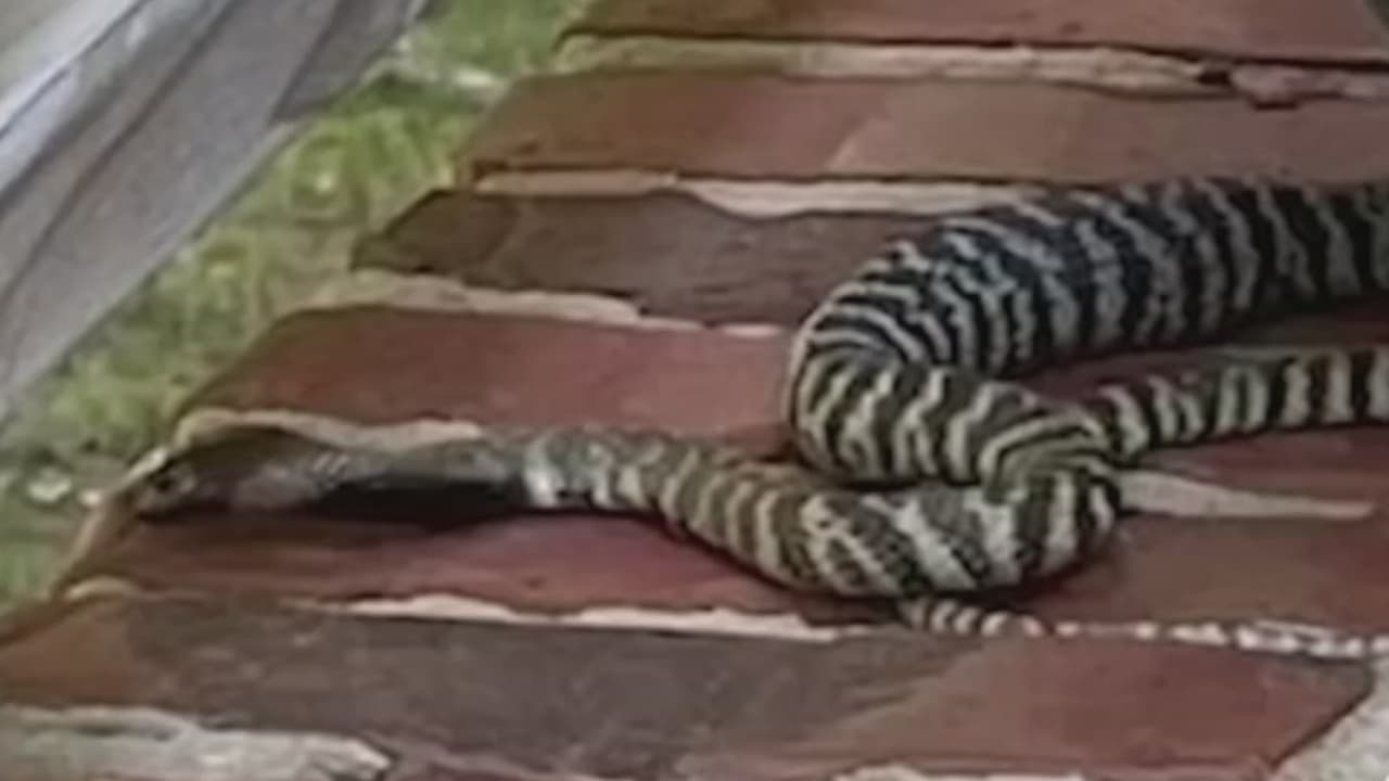 Buscan a serpiente venenosa que escapó de una casa en Carolina del Norte