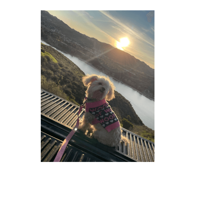 Así describe Lorena Morales a la consetida de la casa: "Su nombre es Bella y es una perrita muy amorosa y fotogénica, la amamos mucho y estamos felices cada día por su compañía y amor".