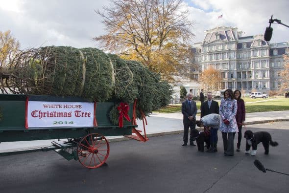Bo y Sunny, los perros de agua portugueses de la familia también salieron a recibir el hermoso abeto.