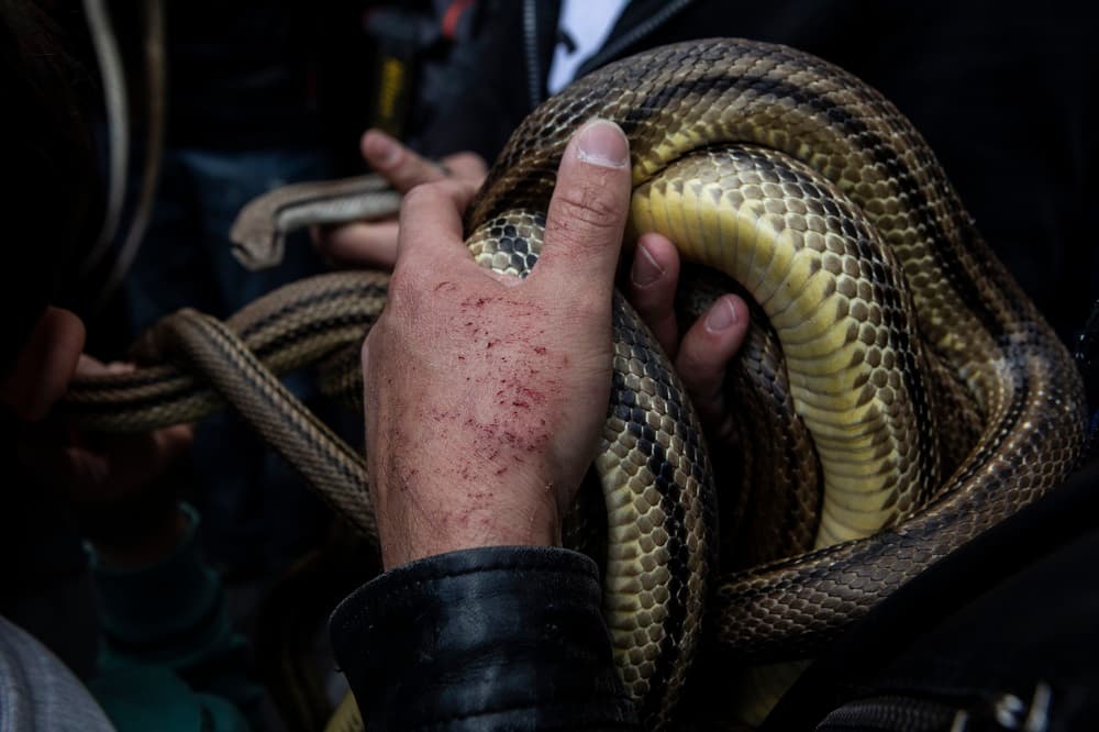 Ese año, un fuerte terromoto que dejó casi 300 muertos sacudió la zona donde esta Cocullo. No hubo muertos en el pueblo, pero sí resultaron dañados varios edificios como la iglesia y otros lugares religiosos.