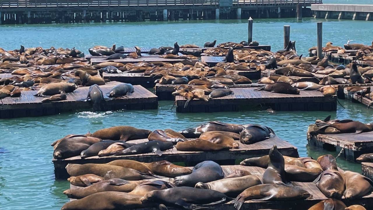 Con la disponibilidad de alimento constante, los leones marinos están activos y juguetones.