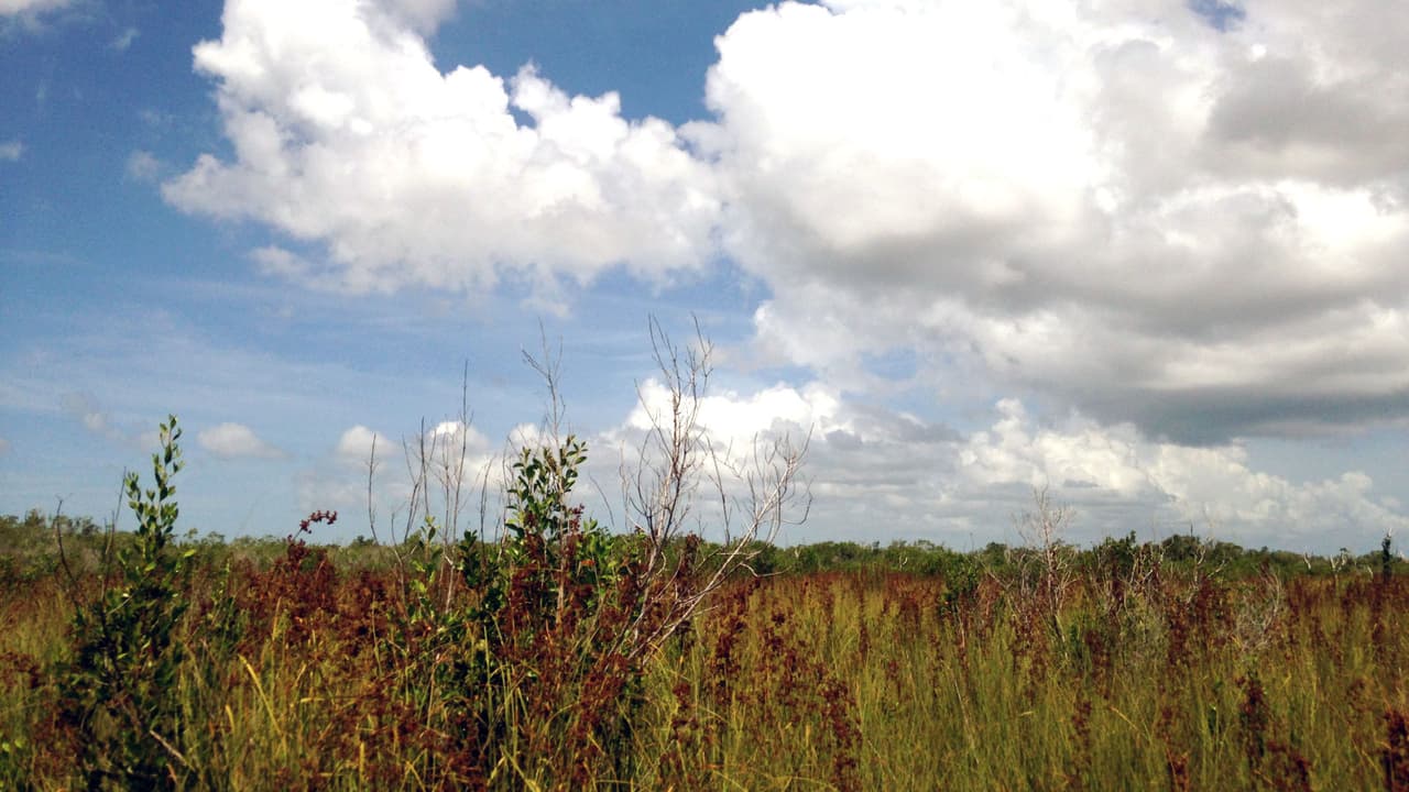 <br>Un humedal de juncias en el sur del Parque Nacional Everglades (Todas las fotos por Maddie Stone)