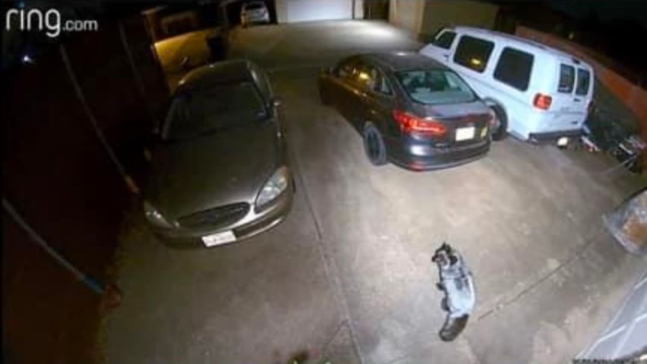 A través de Reddit.com, un usuario comparte una captura de pantalla donde, aparentemente, una cámara de seguridad revela a Moscú dando un paseo por el lugar.