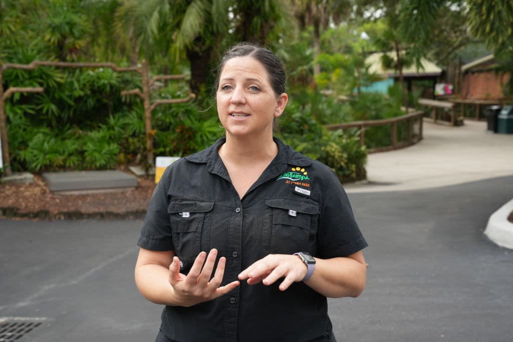 La directora senior del Programa de Animales del Tampa Zoo, Tiffany Burns, expresó el lunes 7 de octubre, que las evacuaciones estaban activas. La meta de todos los involucrados en el proceso es que los animales "sufran
<b><a href="https://www.univision.com/local/tampa-wvea/si-te-quedas-moriras-prediccion-alcaldesa-tampa-jane-castor-milton" target="_blank">el menor estrés posible" durante el impacto del huracán Milton</a></b> a la Florida Central.