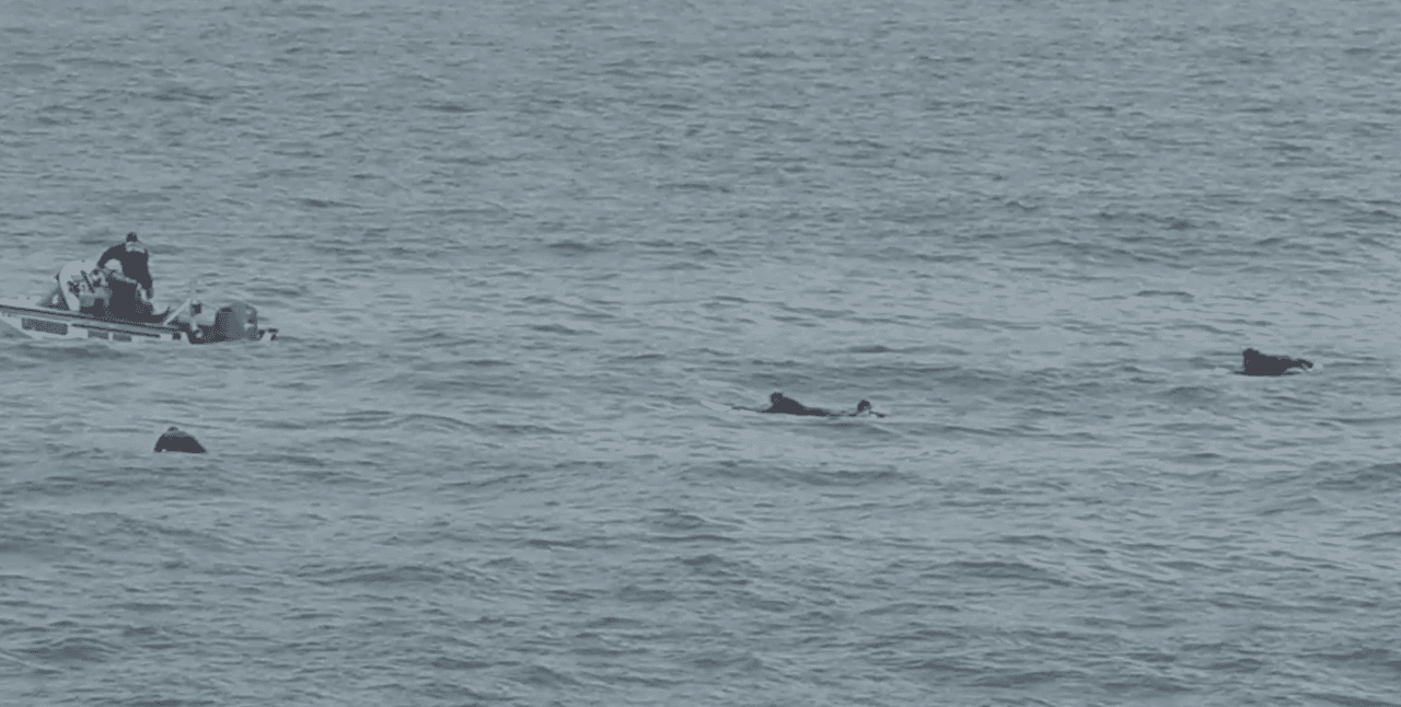 Varios rescatistas ayudaron a los inmigrantes a salir del agua, mientras que buzos se sumergieron para buscar posibles víctimas ahogadas.