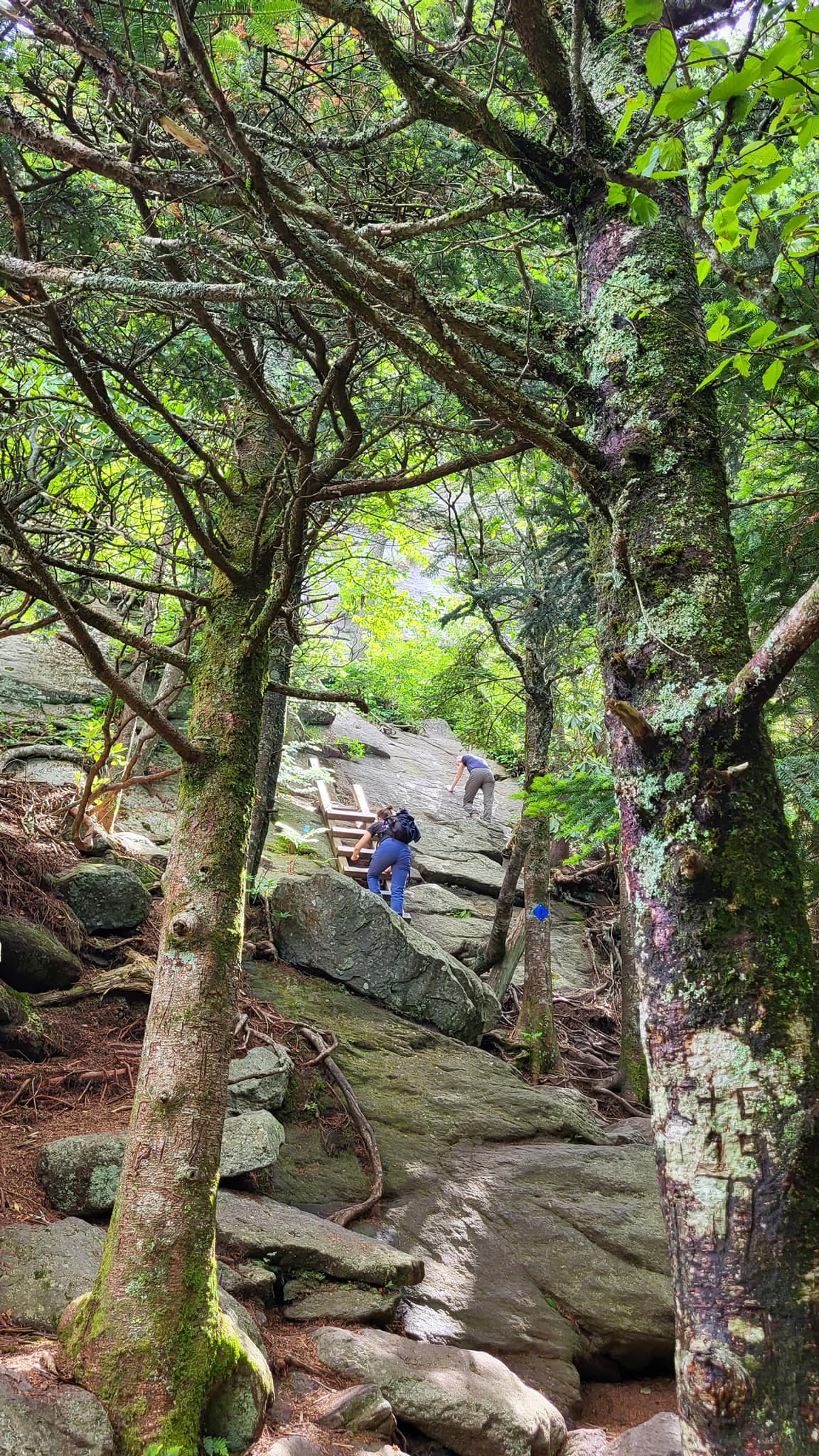 <b>Grandgather Mountain (Linville)</b>
<br>
<b>Sitio web</b>: 
<a href="https://grandfather.com/">https://grandfather.com/</a> 
<br>
<b><a href="https://goo.gl/maps/Ra5zSoK3ut5nFLJQ7">Cómo llegar</a> </b>
<br>
<br>Grandfather Mountain ofrece a excursionistas unas vistas espectaculares. Si eres un aventurero experimentado, el Grandfather Trail de 2 millas se abre paso a través de árboles y afloramientos rocosos con la ayuda de escaleras y cables.