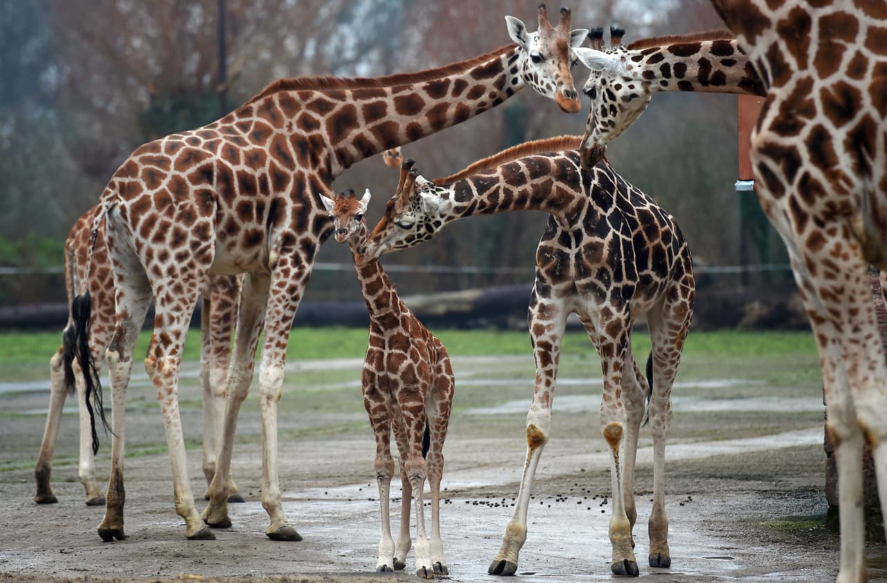 Estudio considera el parque de Natomas como la mejor opción para el nuevo zoológico de Sacramento