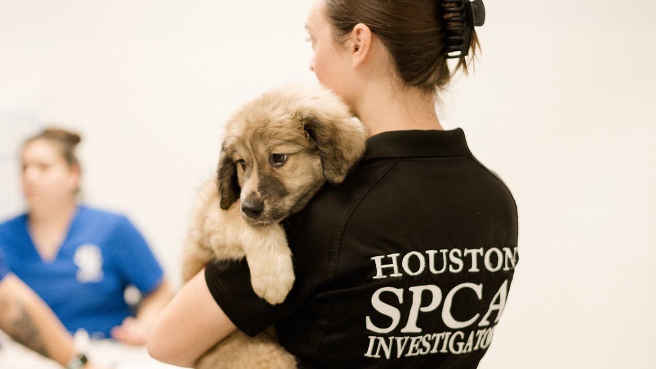 Todos los animales fueron retirados de la propiedad y los llevaron para que los atiendan veterinarios.