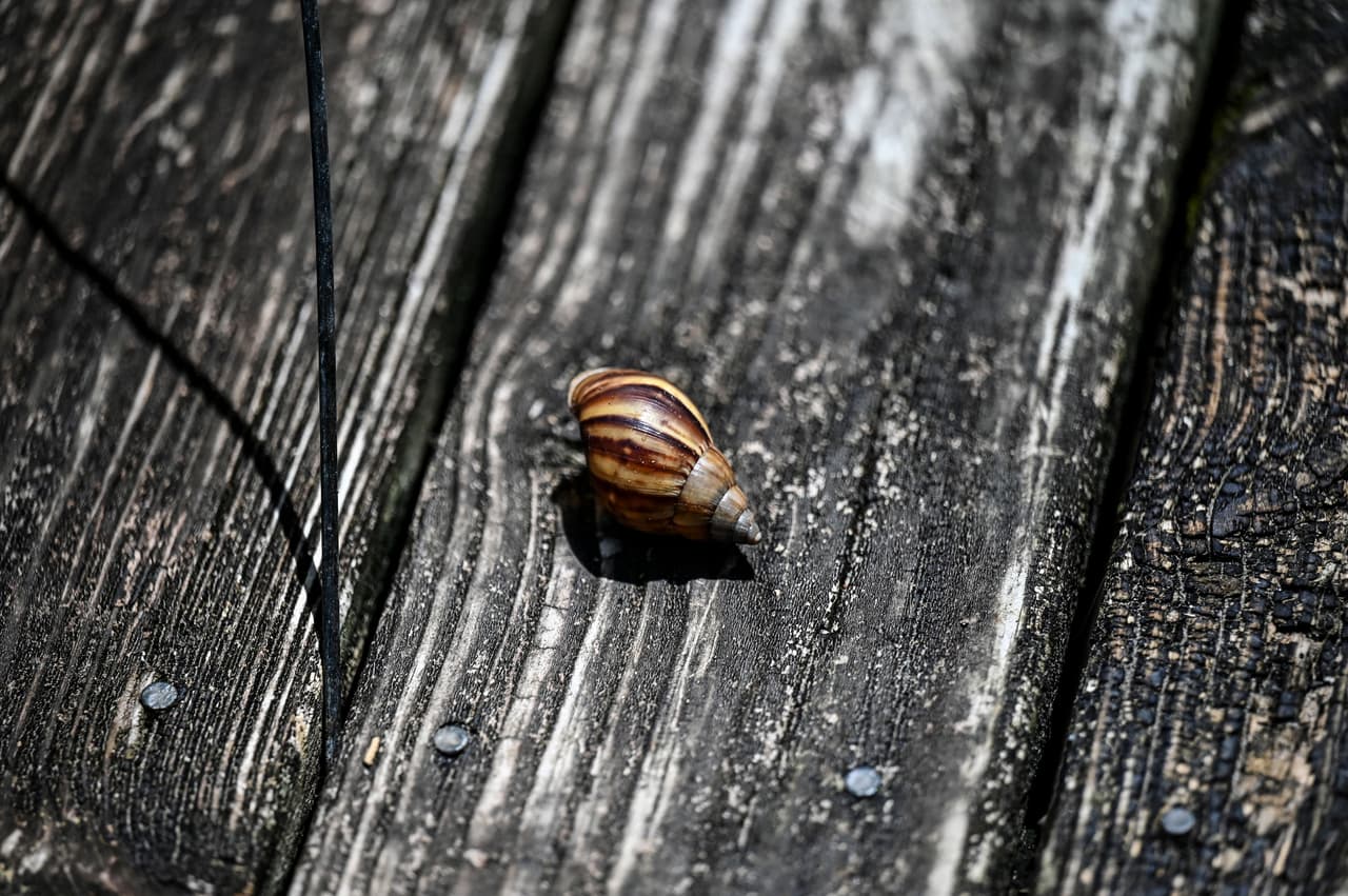 <b>Los caracoles terrestres africanos gigantes invasivos que pueden comer yeso y estuco de construcción, consumir cientos de variedades de plantas y transmitir enfermedades que afectan a los humanos</b> se detectaron una vez más en 
<a href="https://www.univision.com/temas/florida">Florida</a>. 
<br>
<br>No mide más de 20 centímetros y su presencia preocupa. El caracol gigante africano es un molusco voraz y peligroso para los humanos. 
<br>
<br>
<br>