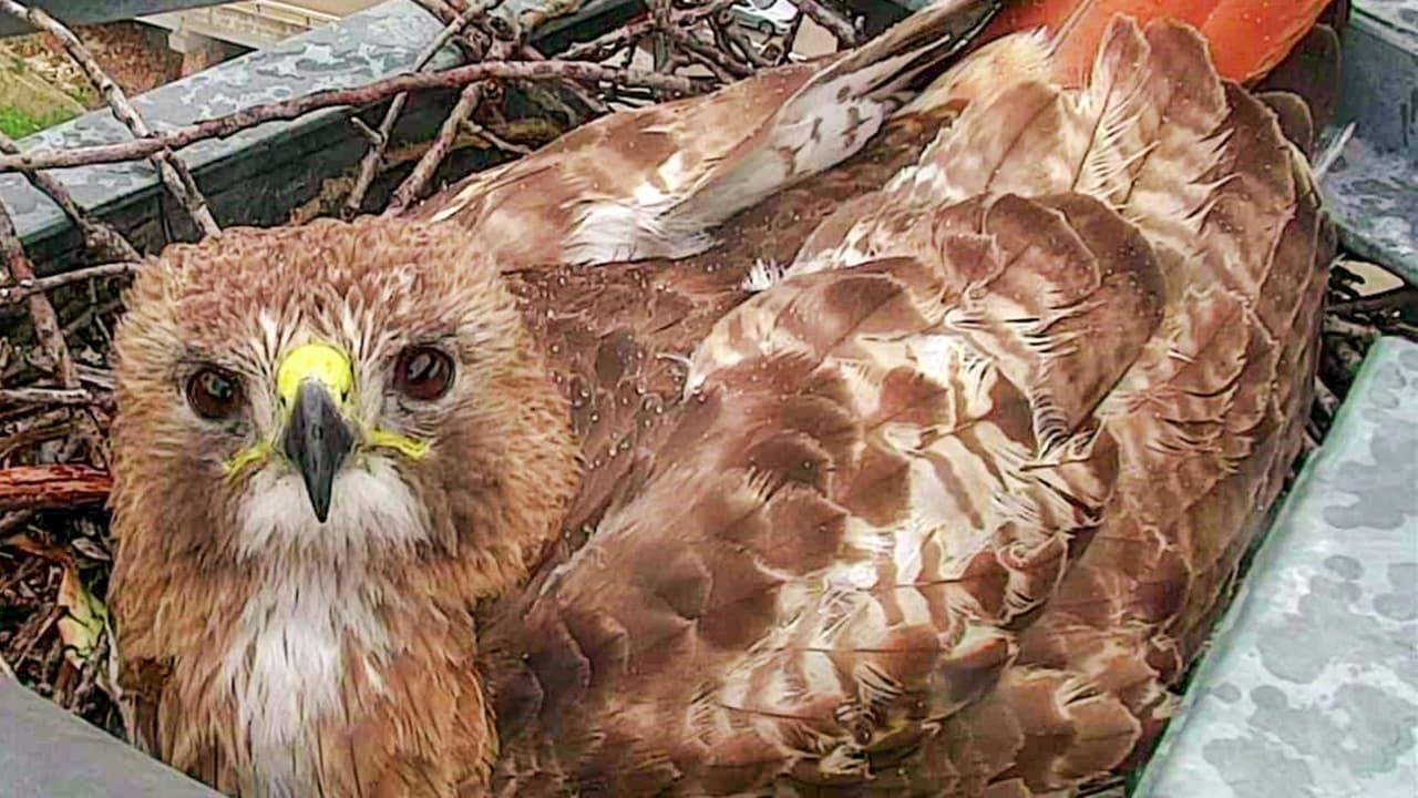"Rochelle" aparece en la cámara de tráfico del Departamento de Transporte de Texas, a 150 pies de altura.